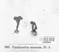 Pseudocraterellus undulatus image